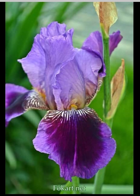 Как одеть мулатку — Антикварные куклы Bru (Брю) и реплики: Bru Jne