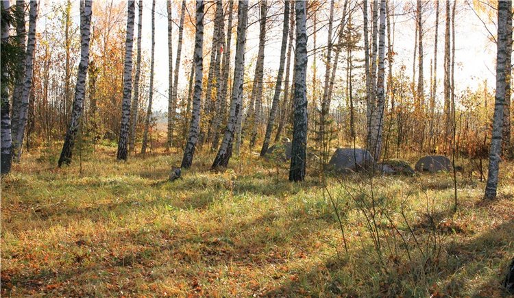 Ромашковый октябрь. Zwergnase Mischa