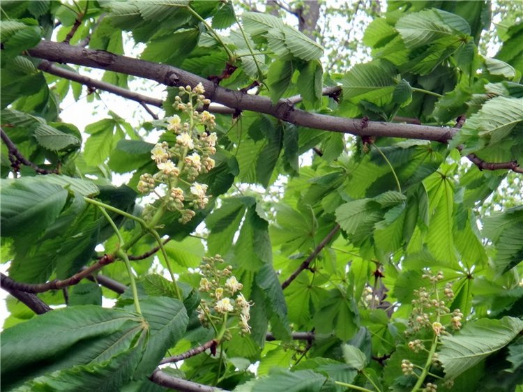 Милый мой город. Прогулка по Твери