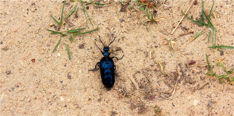 Заблудилась. Georgia от Berdine Creedy