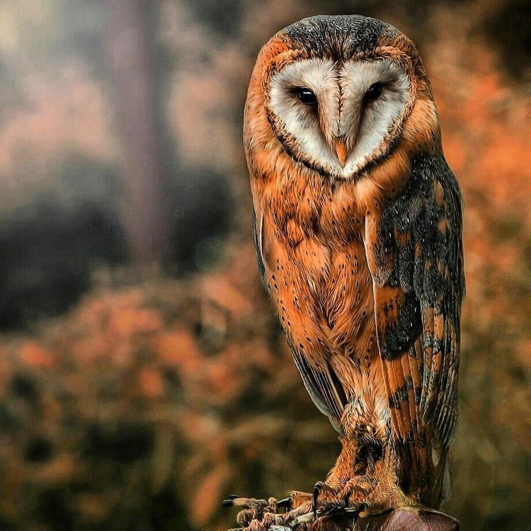 Любительские и профессиональные фотографии Сов (выпуск 2)