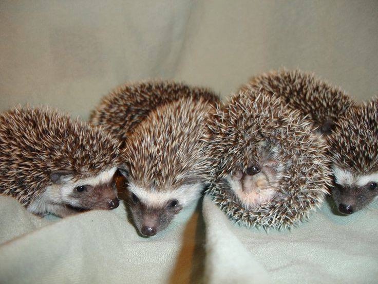 Любительские фотографии Ежей (выпуск 1) | Бэйбики Любительские фотографии Ежей (выпуск 1)