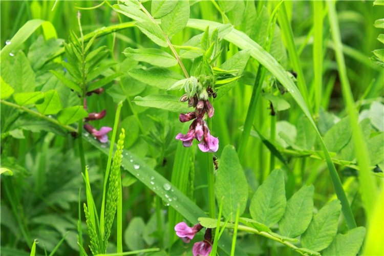 Солнечное поле. Twinkles Ella Chocolate