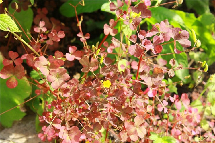 Сентябрьское путешествие в Старицу. Старицкий Свято-Успенский Монастырь