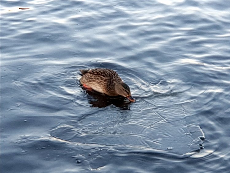 Декабрьская Тверь — Туризм и путешествия: фотоотчеты из поездок