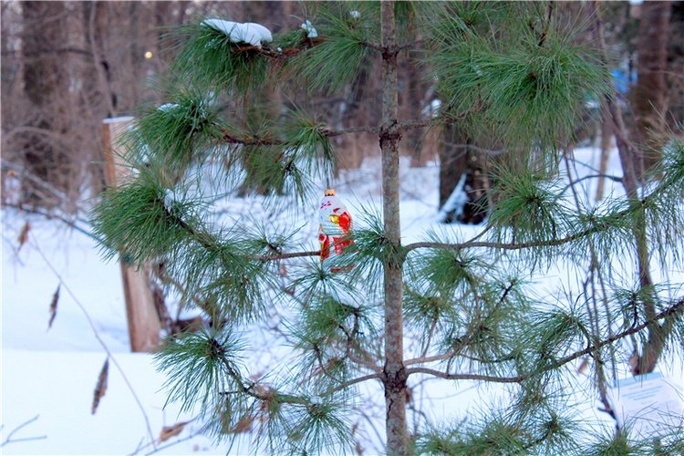 Тверской Ботанический Сад, заключительная часть