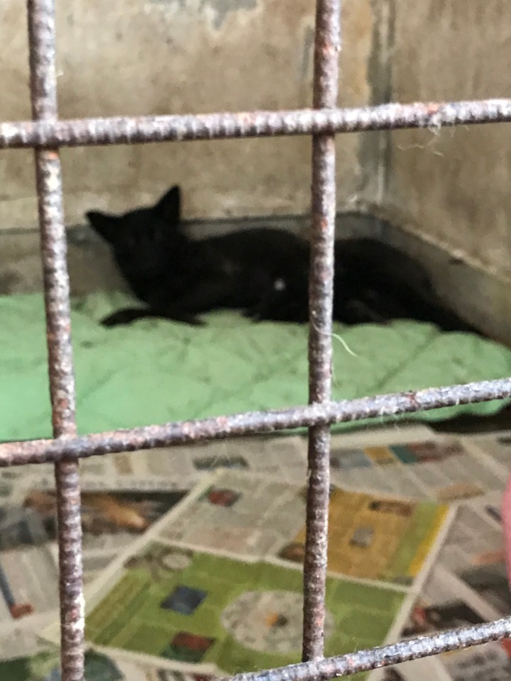 Нужна помощь собакам — Болталка и разговоры обо всем: жизнь