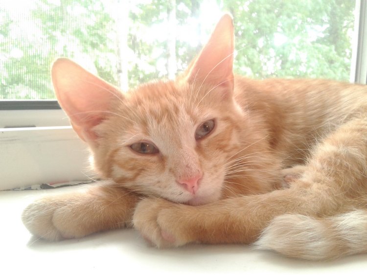 Больше никаких кошек! А котята не считаются | Бэйбики Больше никаких кошек! А котята не считаются (фото 8)