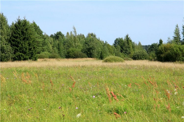 Инопланетянка Нийя. Custom Blythe Doll UFO Go Go Takara