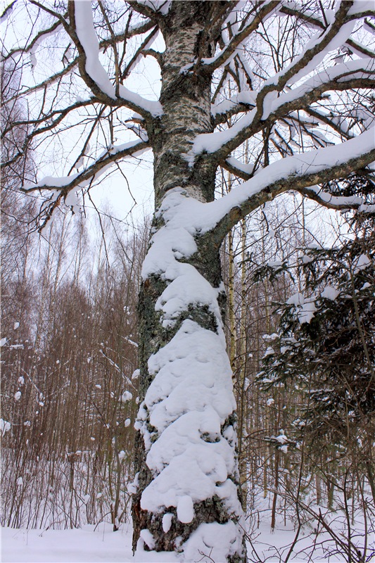 Рождественские гуляния, часть вторая. Zwergnase Mischa (фото 2)