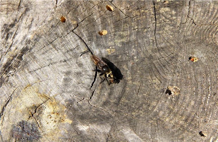 Девочка и Ёжик. Minifee Miyu FairlyLand | Бэйбики Девочка и Ёжик. Minifee Miyu FairlyLand