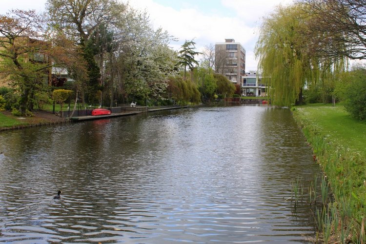 Цветущая Сакура. Прогулка по парку с Алисой. Весенние зарисовки
