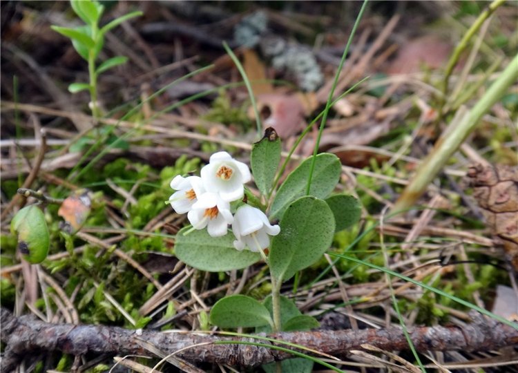 Ландышевая Сказка — Куклы Heidi Plusczok (Хайди/Хейди Плюсчок) — фото