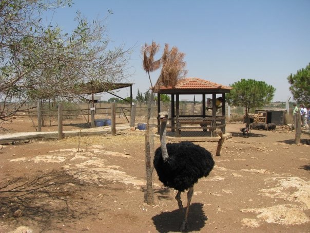 Путешествие на о. Кипр — Туризм и путешествия: фотоотчеты из поездок