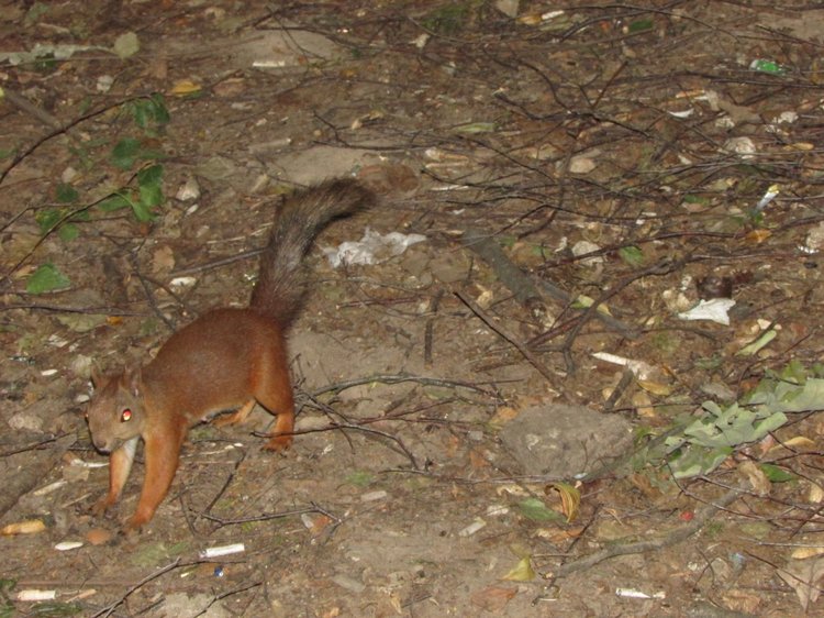 Веселое путешествие по Парку Измайлово