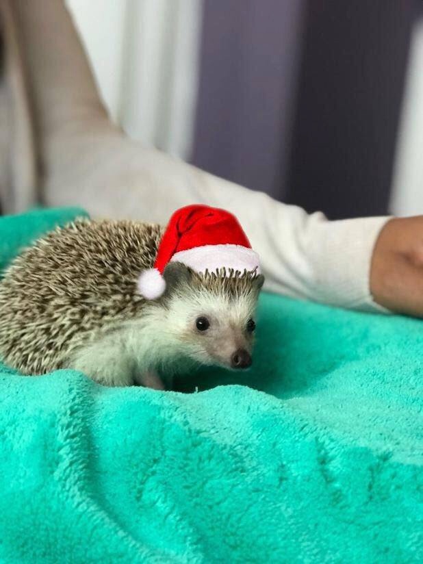 Любительские фотографии Ежей (выпуск 1) | Бэйбики Любительские фотографии Ежей (выпуск 1)