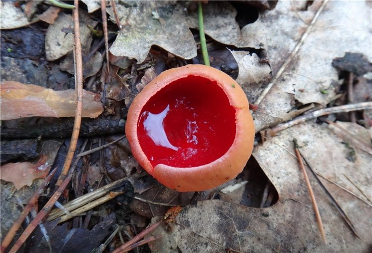 23 февраля - расцвели синие подснежники