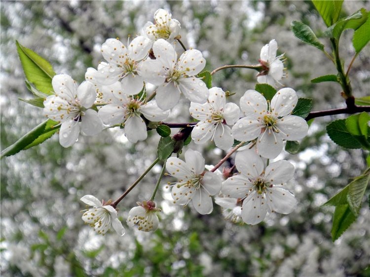 Просто Весна — Красивая природа и цветы: фото пейзажей