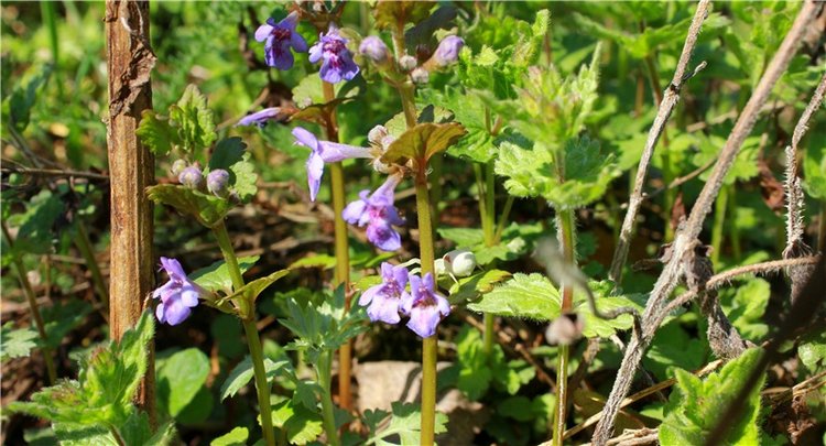 Весенняя Фея. Kyrra Fair Meadow doll | Бэйбики Весенняя Фея. Kyrra Fair Meadow doll