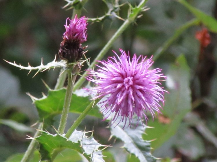 Джилы-Су в тумане — Туризм и путешествия: фотоотчеты из поездок