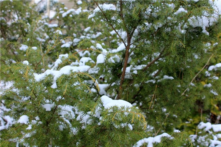 Тверской Ботанический Сад, заключительная часть