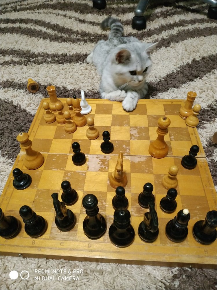 Гостей с такими подарками надо гнать поганой метлой! Или не надо (фото 8)