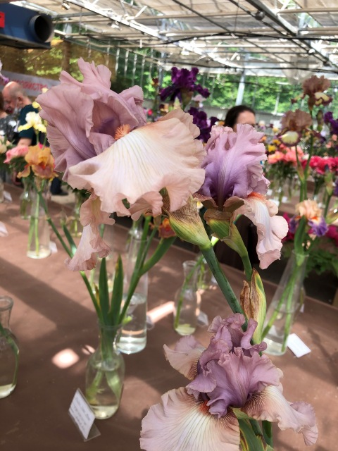 Тони Старк: приключения без брони. И снова Аптекарский огород | Бэйбики Тони Старк: приключения без брони. И снова Аптекарский огород