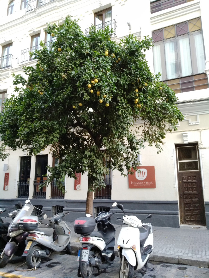 Тайна моего имени. Часть 8. Продолжение. Испания, Севилья. Удивительные вещи (фото 6)