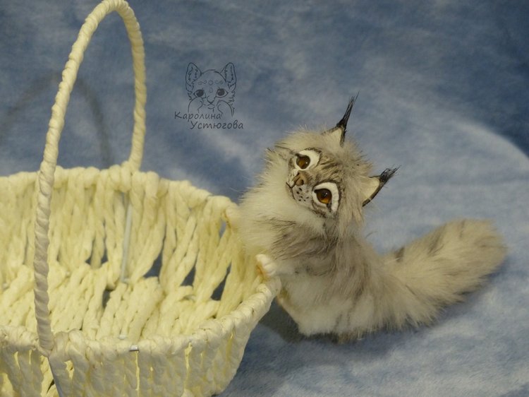 Вторая корзинка Мейн-Кунов (фото 10)