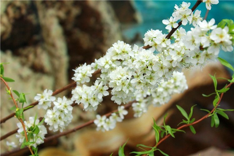 Тюльпановый Рай. Выставка тюльпанов в Твери. Mini Layla elf Sunkissed skin от Kaye Wiggs