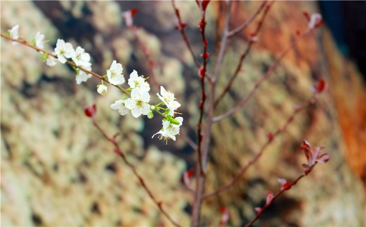 Тюльпановый Рай. Выставка тюльпанов в Твери. Mini Layla elf Sunkissed skin от Kaye Wiggs