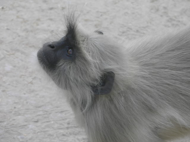 Сказочная Индия — Туризм и путешествия: фотоотчеты из поездок