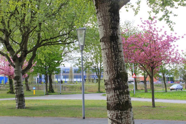 Цветущая Сакура. Прогулка по парку с Алисой. Весенние зарисовки (фото 7)