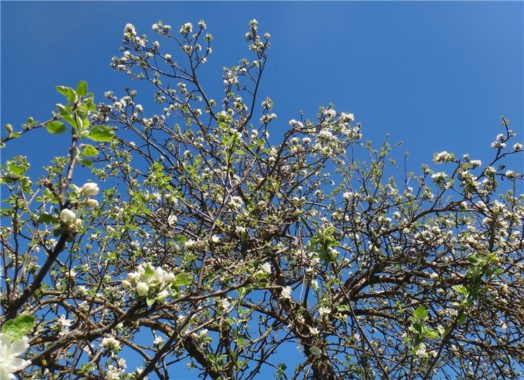 Дивная Весна — Куклы Zwergnase (Цвергназе/Цверги): фото