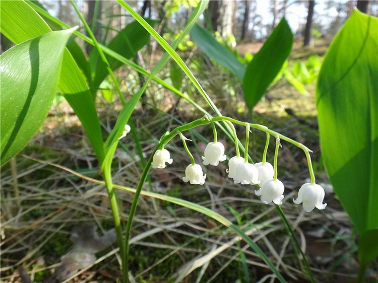 Ландышевая Сказка — Куклы Heidi Plusczok (Хайди/Хейди Плюсчок) — фото