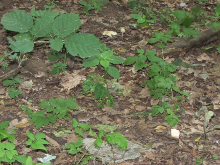 Веселое путешествие по Парку Измайлово (фото 5)