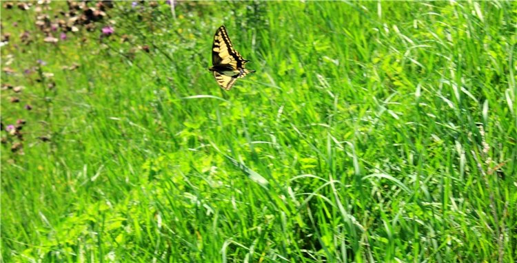 Подарок для Бенни | Бэйбики Подарок для Бенни — Куклы Iplehouse (Иплхаус): BJD (БЖД)