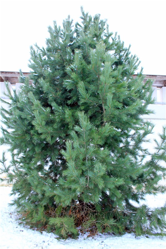 Рождественская Старица — Туризм и путешествия: фотоотчеты из поездок