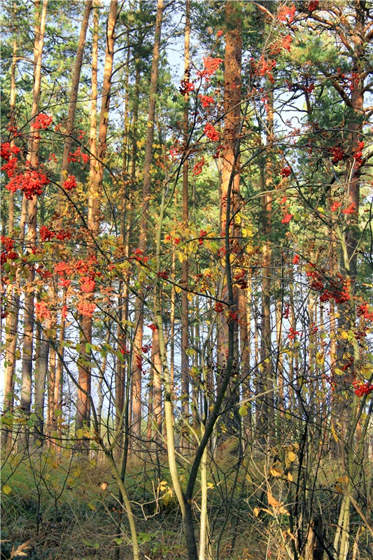 Осенняя прогулка Tammy в лесу