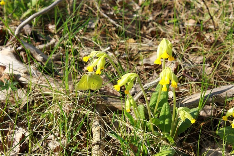 Прогулка Софи. Lati HoneyBee New Mystic Sophie | Бэйбики Прогулка Софи. Lati HoneyBee New Mystic Sophie