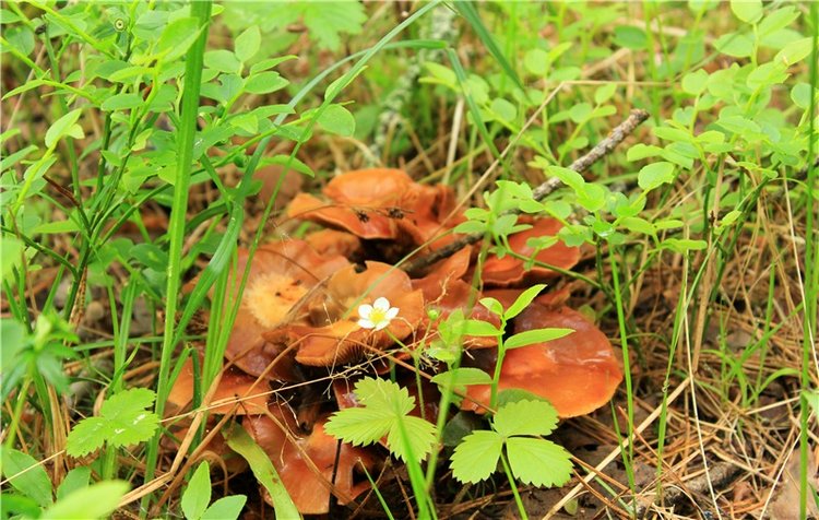 Ландышевый Лес. Twinkles Ella Chocolate (фото 5)