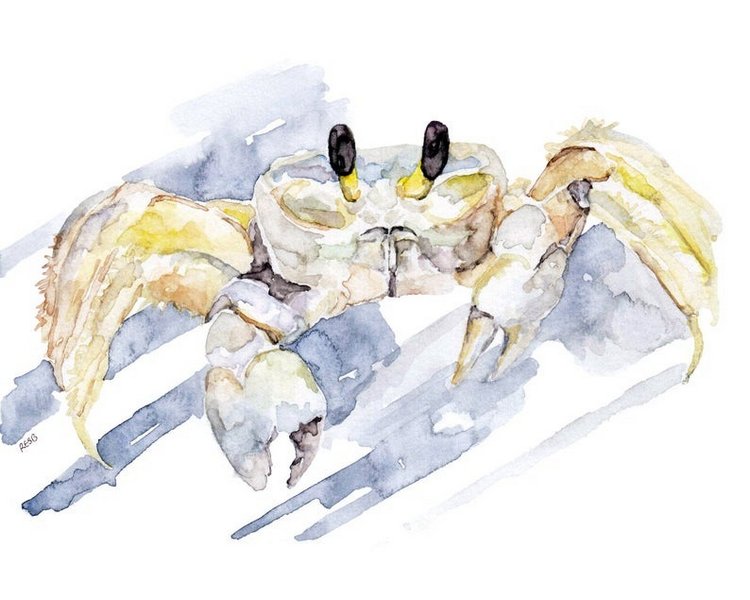 TheColorfulCatStudio - Иллюстрации подводного мира by Rachel Byler