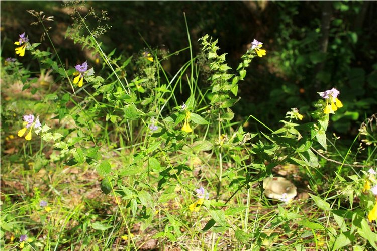 Августовское путешествие в "Сад Камней" | Бэйбики Августовское путешествие в "Сад Камней" (фото 5)