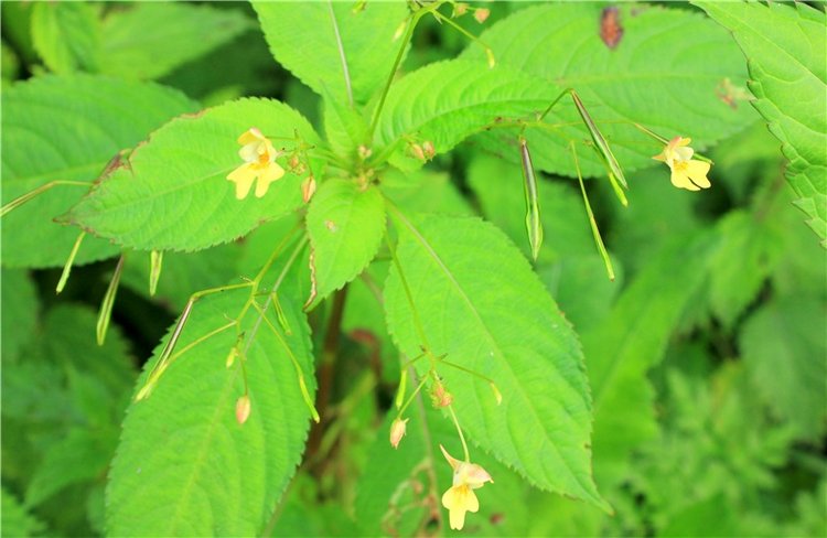 Июльское путешествие в Старицу, продолжение