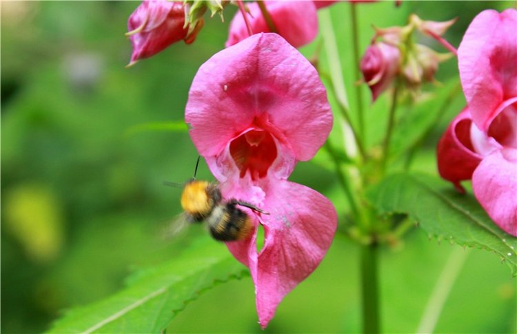 Июльское путешествие в Старицу, продолжение