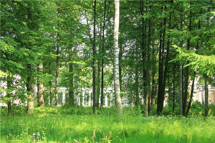 Путешествие Виолы в Усадьбу Знаменское-Раёк (фото 6)