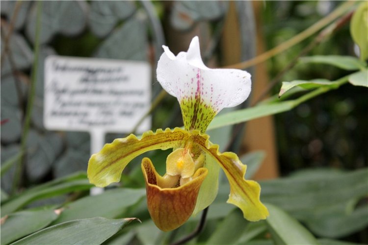 Тверской Ботанический Сад, продолжение | Бэйбики Тверской Ботанический Сад, продолжение