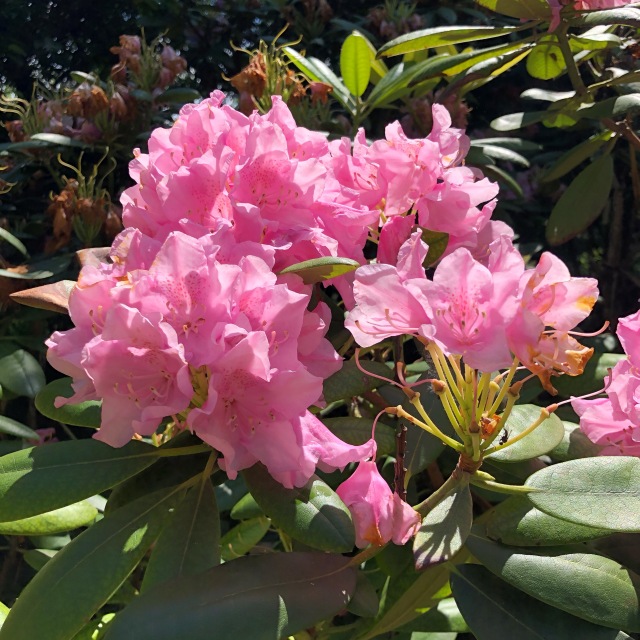 Тони Старк: приключения без брони. И снова Аптекарский огород | Бэйбики Тони Старк: приключения без брони. И снова Аптекарский огород