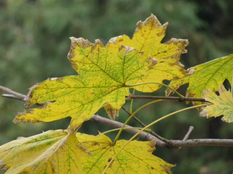 Полная корзинка — Куклы Takara Tomy (Такара): Licca (Ликка) (фото 6)