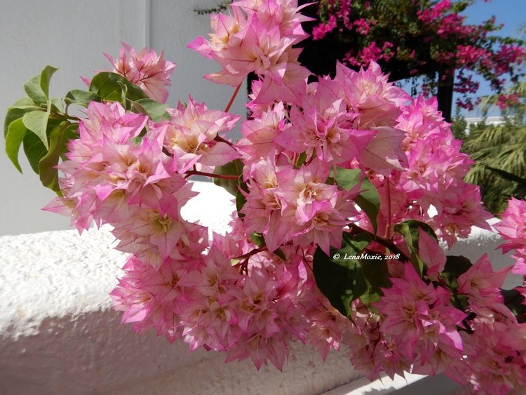 Kidz' тур. Нико на Крите. Херсониссос